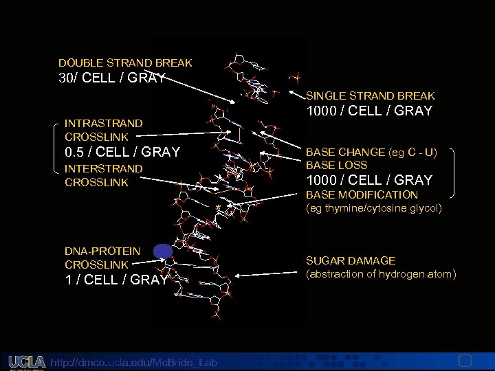 DOUBLE STRAND BREAK 30/ CELL / GRAY SINGLE STRAND BREAK 1000 / CELL /