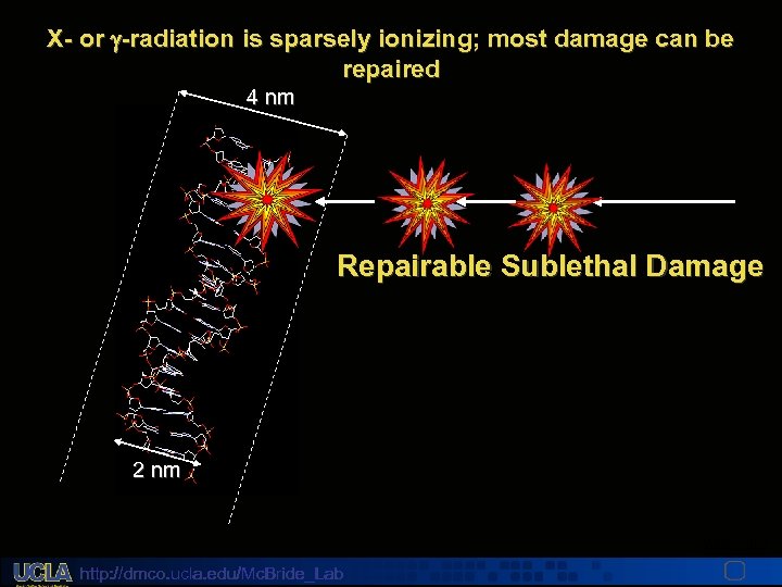 X- or -radiation is sparsely ionizing; most damage can be repaired 4 nm Repairable