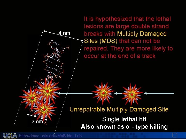 It is hypothesized that the lethal lesions are large double strand breaks with Multiply