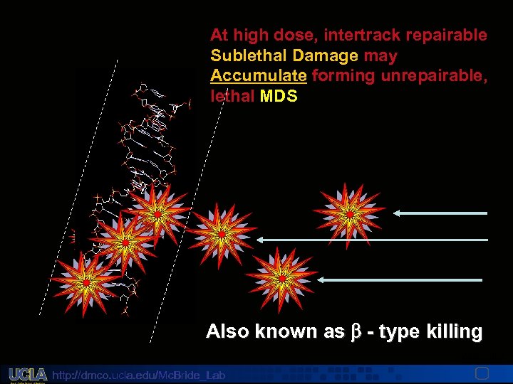 At high dose, intertrack repairable Sublethal Damage may Accumulate forming unrepairable, lethal MDS Also