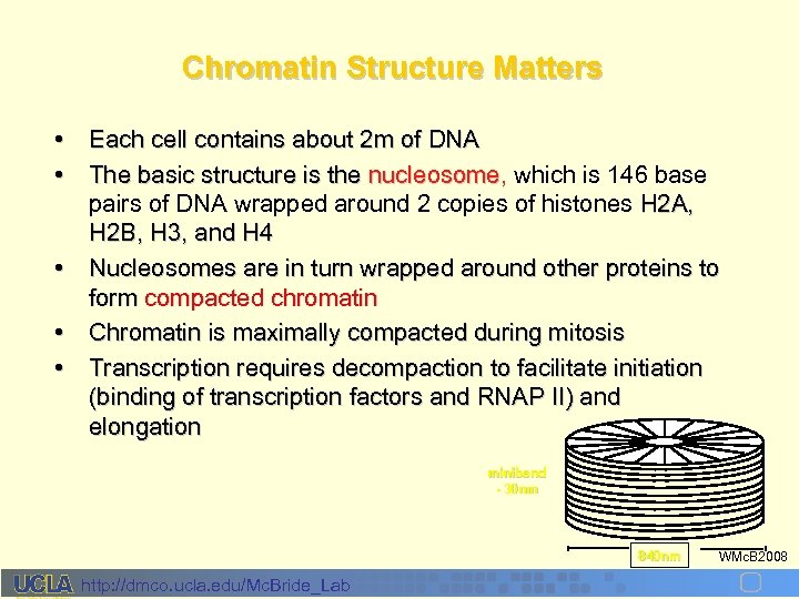 Chromatin Structure Matters • Each cell contains about 2 m of DNA • The