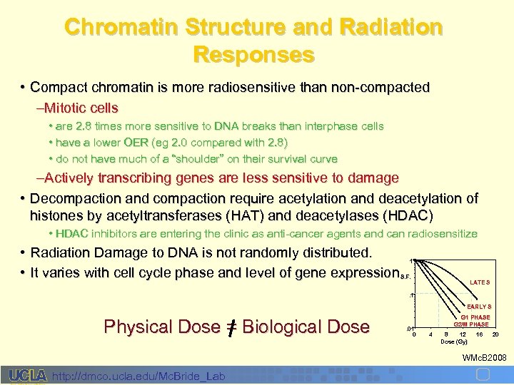 Chromatin Structure and Radiation Responses • Compact chromatin is more radiosensitive than non-compacted –Mitotic