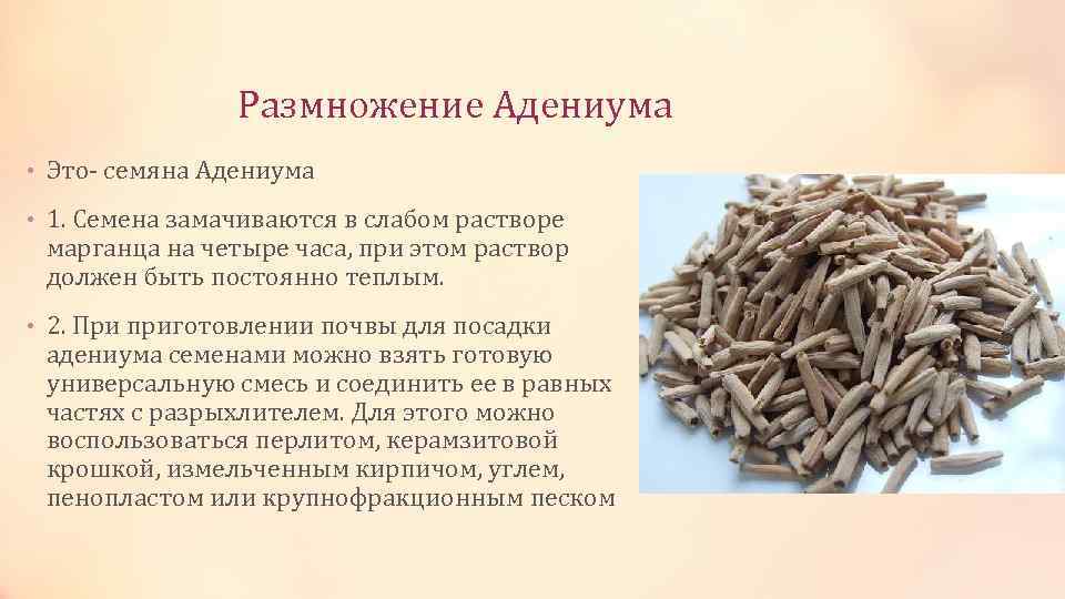 Размножение Адениума • Это- семяна Адениума • 1. Семена замачиваются в слабом растворе марганца