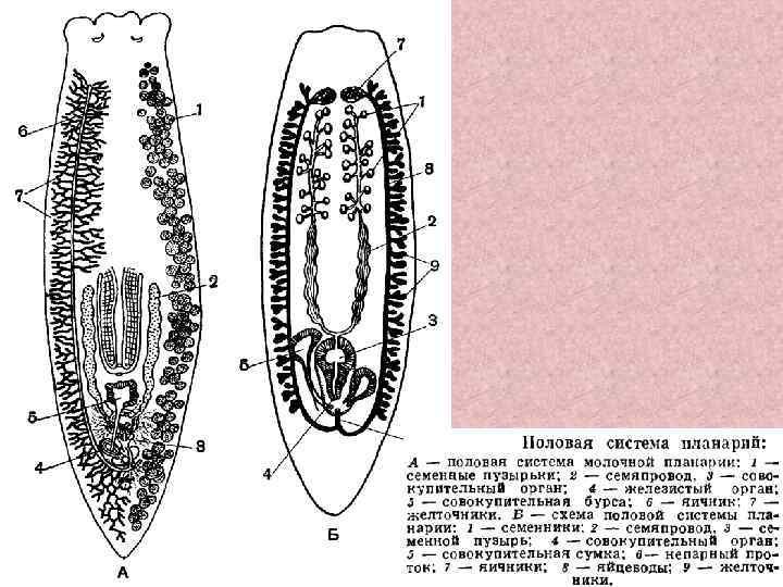 Системы органов планарии рисунки. Половая система молочной планарии. Молочная планария строение. Схема внутреннего строения планарии. Строение молочной планарии.