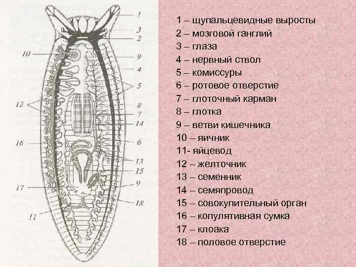 Плоские черви рисунок с подписями