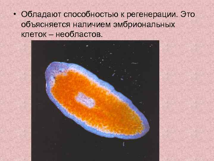  • Обладают способностью к регенерации. Это объясняется наличием эмбриональных клеток – необластов. 