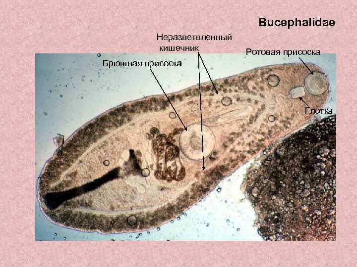 Bucephalidae Неразветвленный кишечник Ротовая присоска Брюшная присоска Глотка 