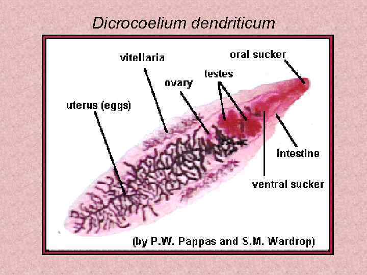 Dicrocoelium dendriticum 