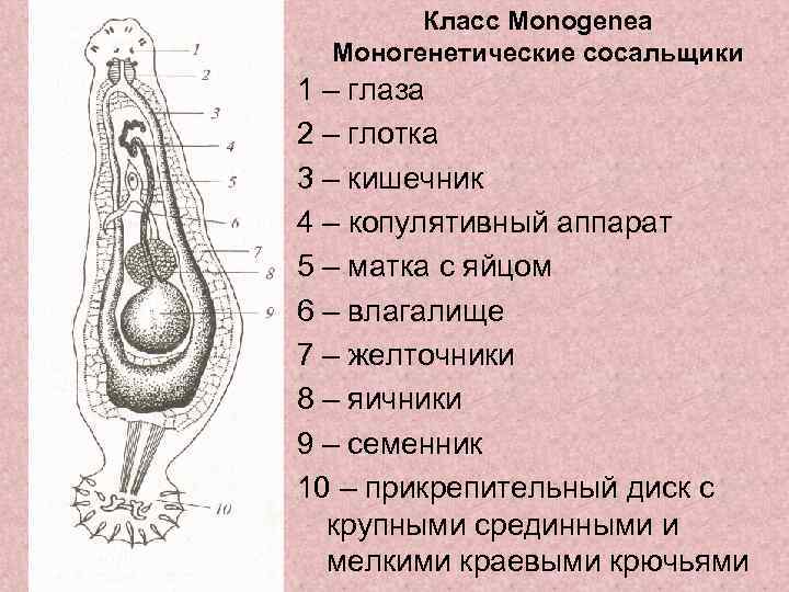 Класс Monogenea Моногенетические сосальщики 1 – глаза 2 – глотка 3 – кишечник 4