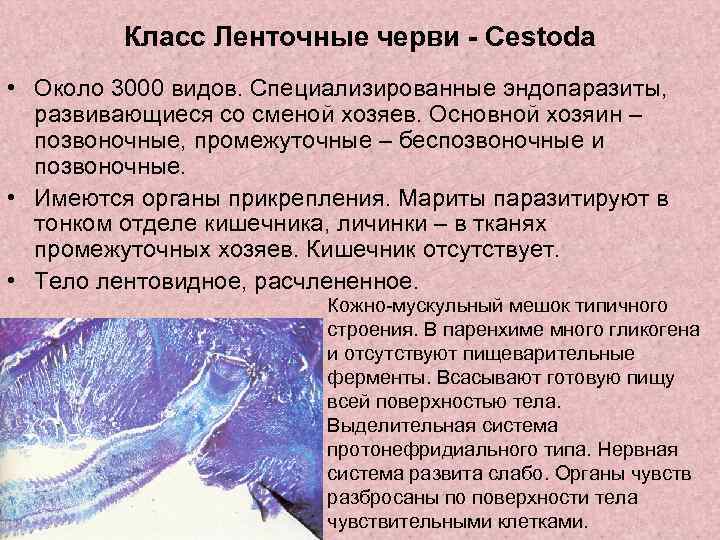 Класс Ленточные черви - Cestoda • Около 3000 видов. Специализированные эндопаразиты, развивающиеся со сменой