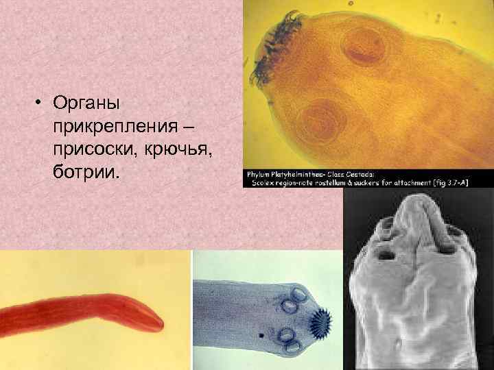  • Органы прикрепления – присоски, крючья, ботрии. 