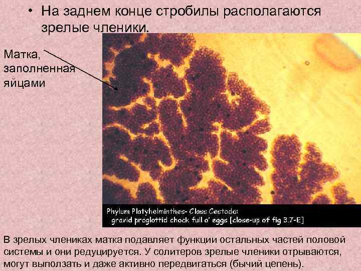  • На заднем конце стробилы располагаются зрелые членики. Матка, заполненная яйцами В зрелых