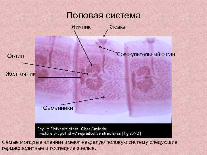 Половая система Яичник Клоака Совокупительный орган Оотип Желточник Семенники Самые молодые членики имеют незрелую