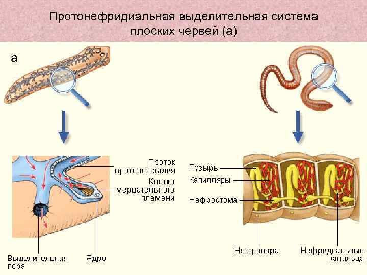 Протонефридиальная выделительная система плоских червей (а) а 