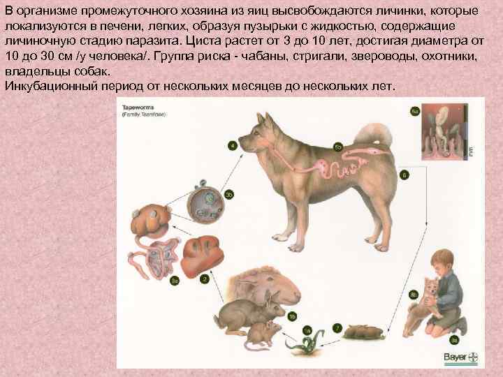 В организме промежуточного хозяина из яиц высвобождаются личинки, которые локализуются в печени, легких, образуя