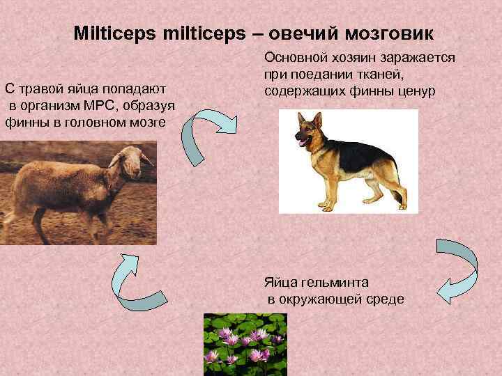 Milticeps milticeps – овечий мозговик С травой яйца попадают в организм МРС, образуя финны