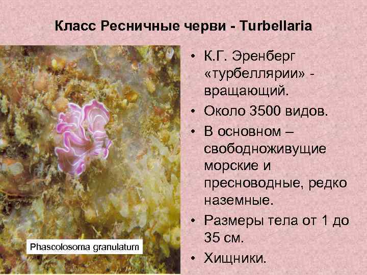 Класс Ресничные черви - Turbellaria Phascolosoma granulatum • К. Г. Эренберг «турбеллярии» - вращающий.