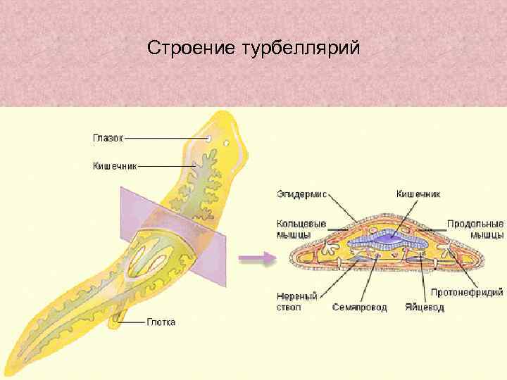 Строение турбеллярий 