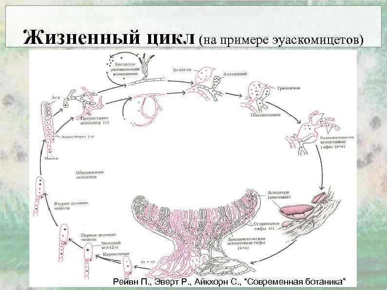 Цикл развития аскомицетов рисунок