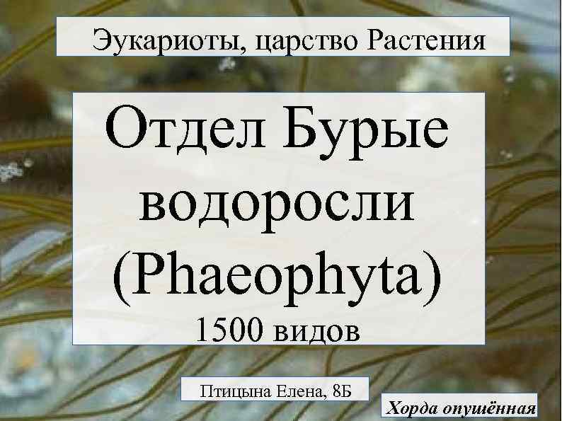 Эукариоты, царство Растения Отдел Бурые водоросли (Phaeophyta) 1500 видов Птицына Елена, 8 Б Хорда