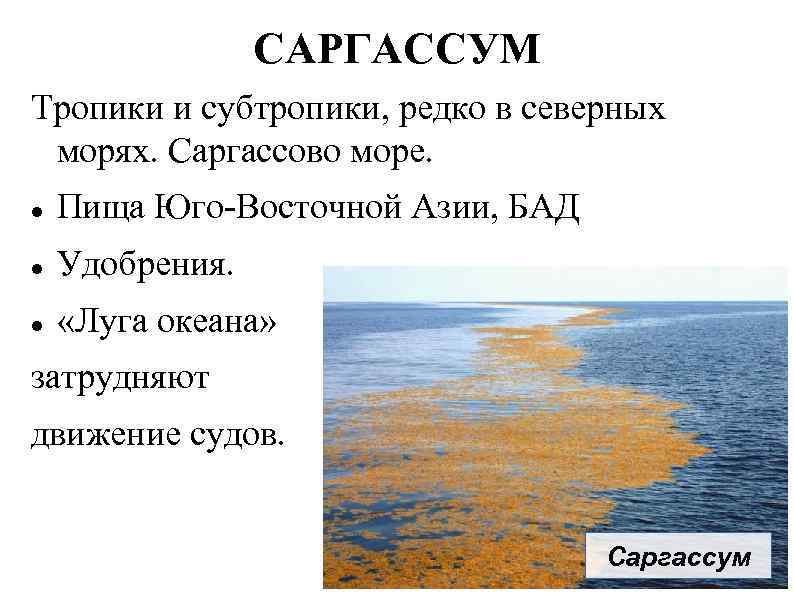 САРГАССУМ Тропики и субтропики, редко в северных морях. Саргассово море. Пища Юго-Восточной Азии, БАД