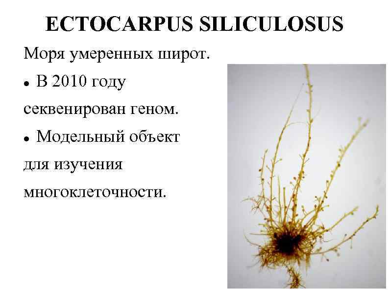 ECTOCARPUS SILICULOSUS Моря умеренных широт. В 2010 году секвенирован геном. Модельный объект для изучения