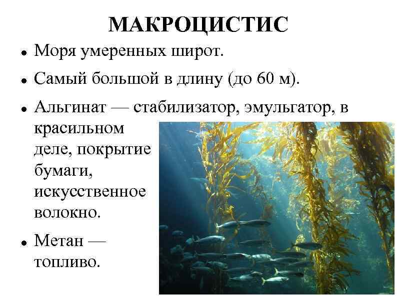 Бурые водоросли макроцистис