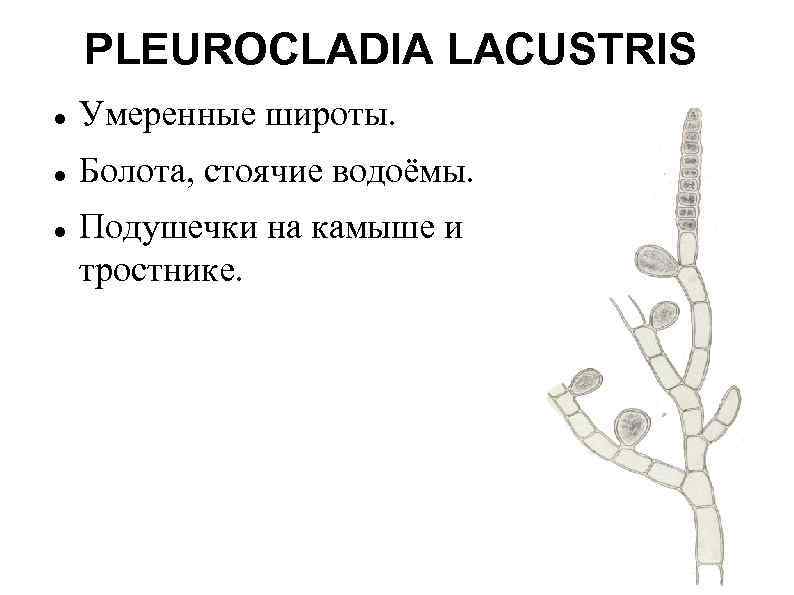 PLEUROCLADIA LACUSTRIS Умеренные широты. Болота, стоячие водоёмы. Подушечки на камыше и тростнике. 