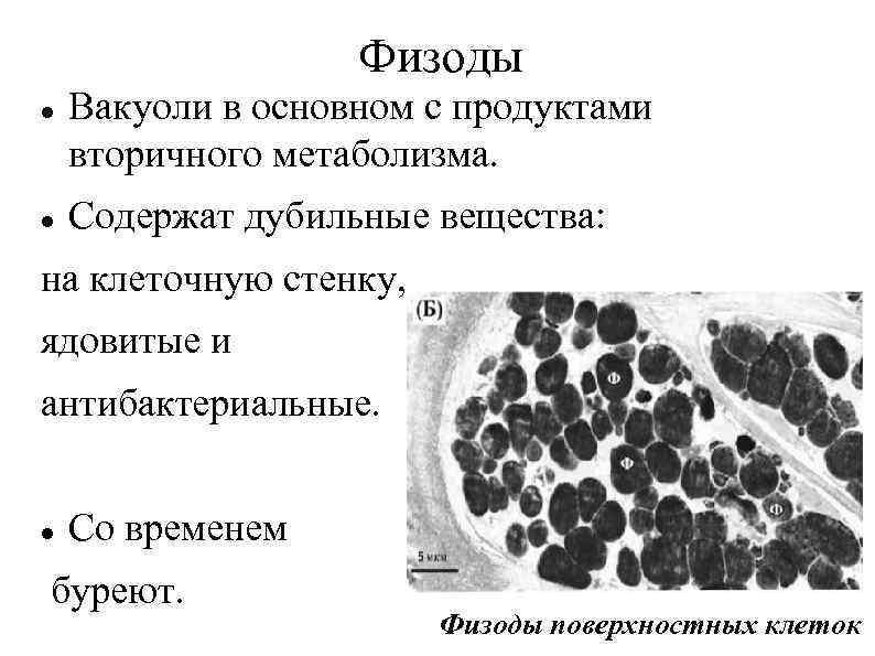 Физоды Вакуоли в основном с продуктами вторичного метаболизма. Содержат дубильные вещества: на клеточную стенку,