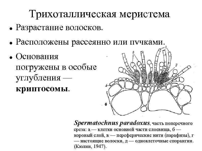 Трихоталлическая меристема Разрастание волосков. Расположены рассеянно или пучками. Основания погружены в особые углубления —