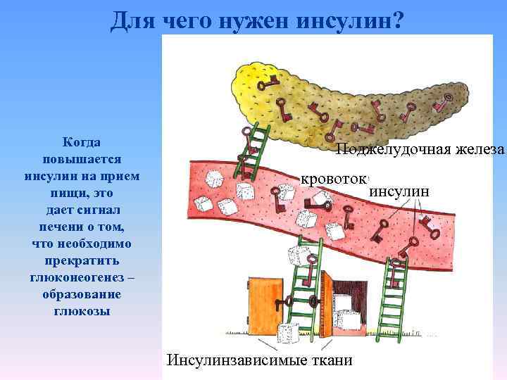 Для чего нужен инсулин? Когда повышается инсулин на прием пищи, это дает сигнал печени