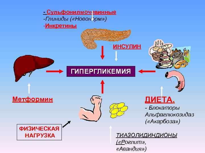 - Сульфонилмочевинные -Глиниды ( «Новонорм» ) -Инкретины ИНСУЛИН ГИПЕРГЛИКЕМИЯ Метформин ДИЕТА, - Блокаторы Альфаглюкозидаз
