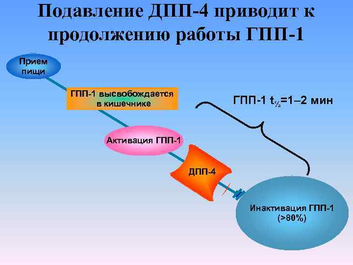 Продолжением приведенной. Агонисты ГПП 1 И ингибиторы ДПП 4. Ингибитор ДПП 4 механизм действия. Ингибиторы ГПП 1 механизм. Дпп1 препараты.