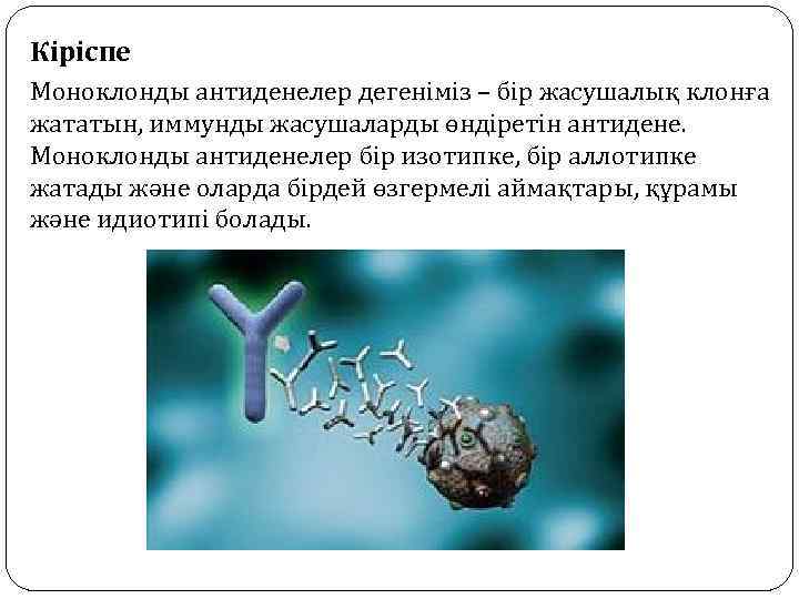 Кіріспе Моноклонды антиденелер дегеніміз – бір жасушалық клонға жататын, иммунды жасушаларды өндіретін антидене. Моноклонды