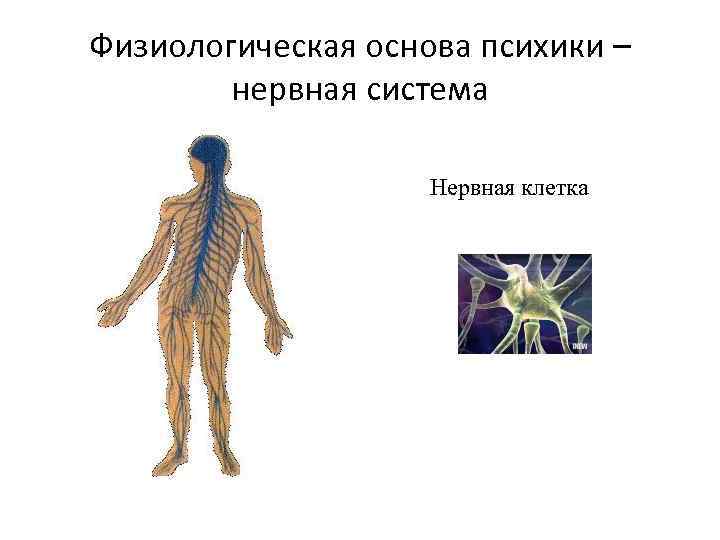 Физиологическая основа психики – нервная система Нервная клетка 