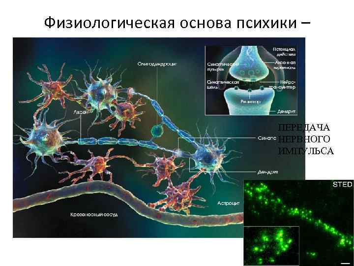 Физиологическая основа психики – нервная система ПЕРЕДАЧА НЕРВНОГО ИМПУЛЬСА 