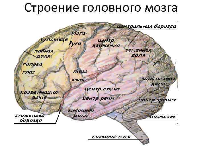 Строение головного мозга 