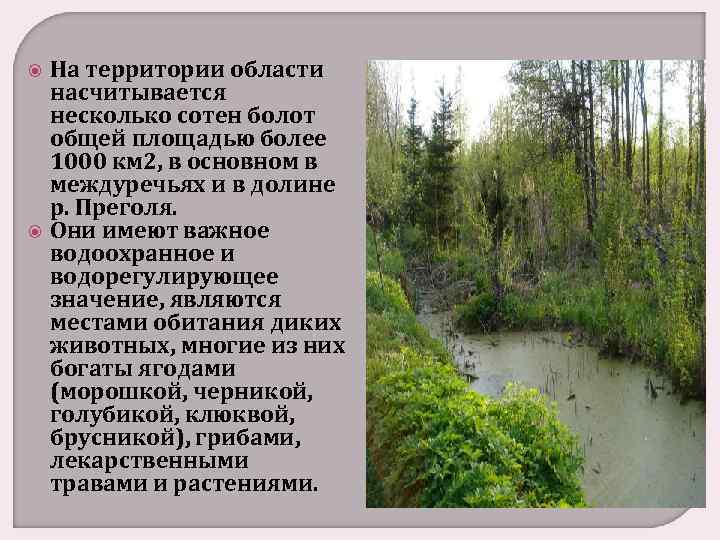  На территории области насчитывается несколько сотен болот общей площадью более 1000 км 2,