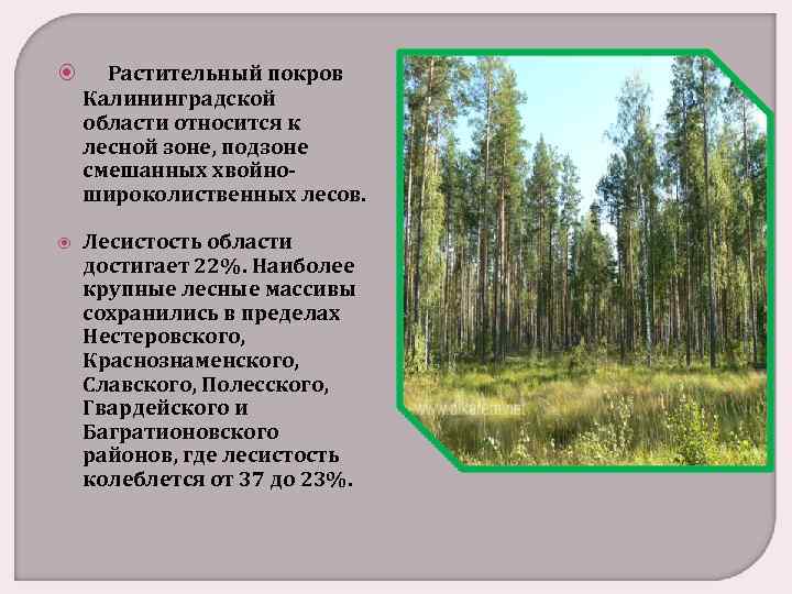  Растительный покров Калининградской области относится к лесной зоне, подзоне смешанных хвойношироколиственных лесов. Лесистость