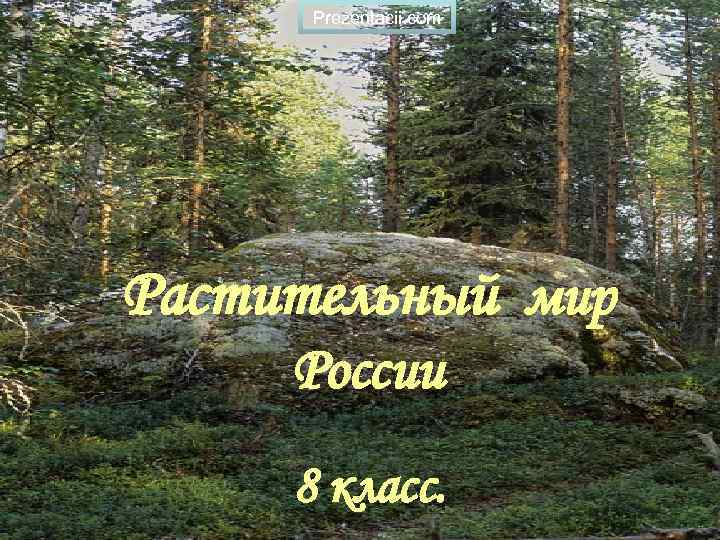 Prezentacii. com Растительный мир России 8 класс. 