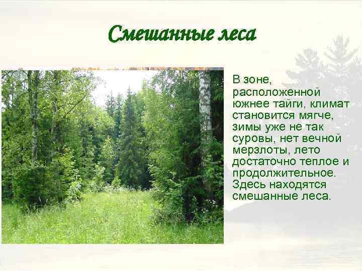 Смешанные леса В зоне, расположенной южнее тайги, климат становится мягче, зимы уже не так