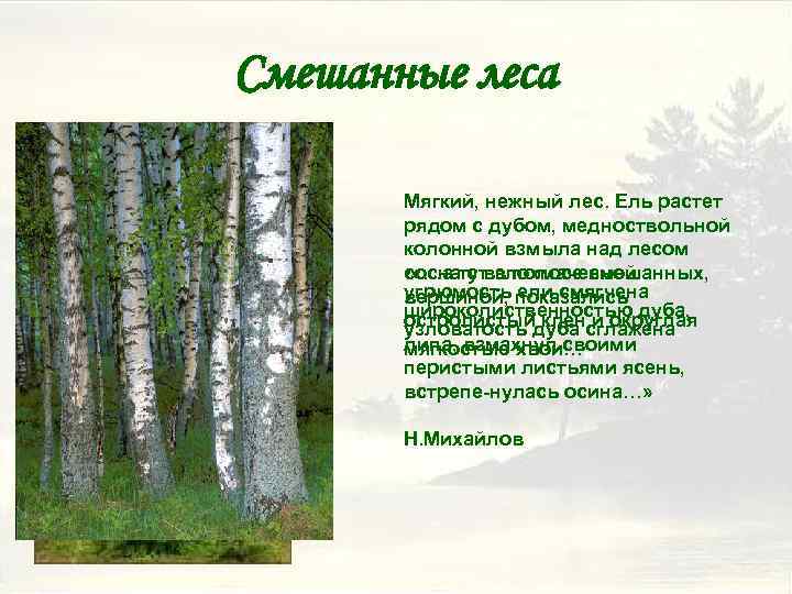 Смешанные леса Мягкий, нежный лес. Ель растет рядом с дубом, медноствольной колонной взмыла над