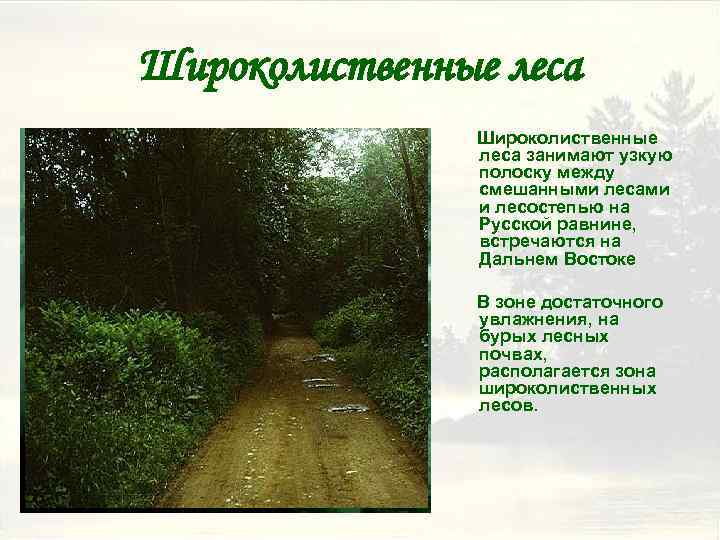Широколиственные леса занимают узкую полоску между смешанными лесами и лесостепью на Русской равнине, встречаются