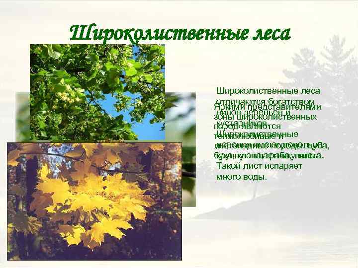 Широколиственные леса отличаются богатством Яркими представителями видов деревьев и зоны широколиственных кустарников. пород являются