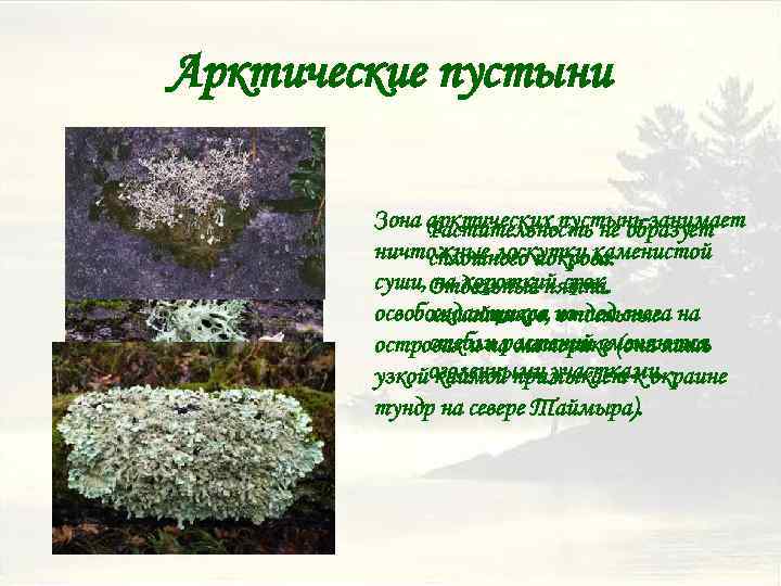 Арктические пустыни Зона арктических пустынь занимает Растительность не образует ничтожные лоскутки каменистой сплошного покрова.