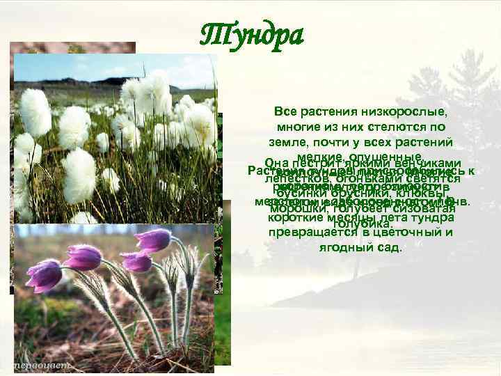 Тундра Все растения низкорослые, многие из них стелются по земле, почти у всех растений