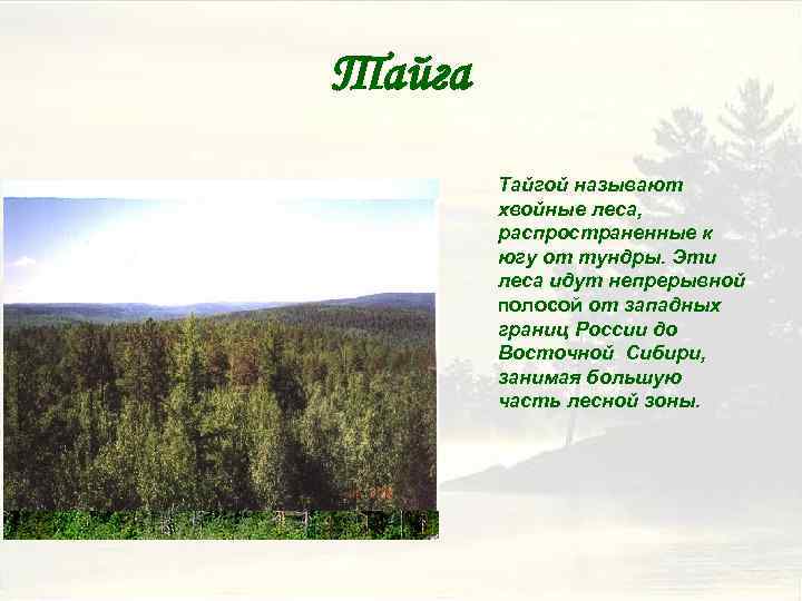 Тайга Тайгой называют хвойные леса, распространенные к югу от тундры. Эти леса идут непрерывной