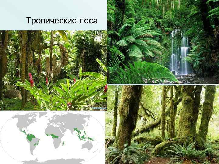 Тропические леса 