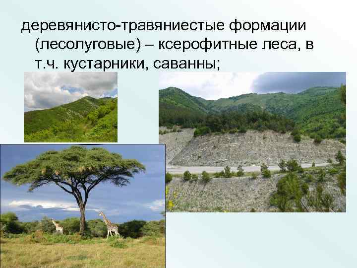 деревянисто-травяниестые формации (лесолуговые) – ксерофитные леса, в т. ч. кустарники, саванны; 