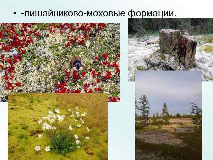  • -лишайниково-моховые формации. 